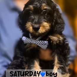 Saturday - Black phantom male Aussiedoodle puppy in Houston, Texas from Jomelkin Furry Pals
