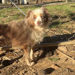 Aussiedoodles, Miniature Australian Shepherds, and Shih Tzus from Puppy Pals