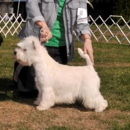 Corky - West Highland White Terrier