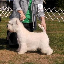 Corky - West Highland White Terrier