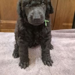 Juniper (boy) - green collar - Blue male Poodle puppy in Tullahoma, Tennessee from Peaceful Valley Poodles