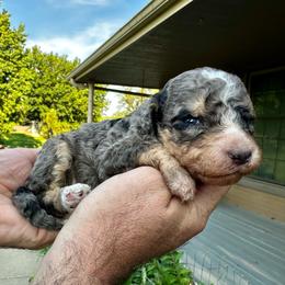 Blue Merle - Blue merle male Bernedoodle puppy in Holt, Missouri from Mindys Doodles