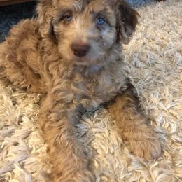Aussiedoodle and Bernedoodle Puppies from LolliPop Farms