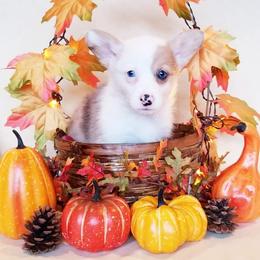 American Corgi and Pembroke Welsh Corgi Puppies from Whimsical Treasure Corgis