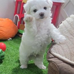 Skipper - White male Maltese puppy in Aurora, Missouri from KnJ Precious Paws LLC