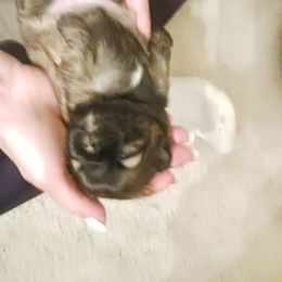 Shih Tzu Puppies from Peterson Shih Tzus