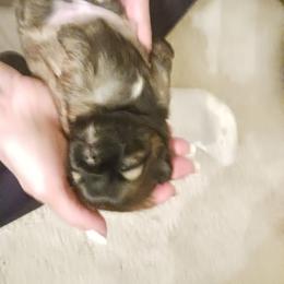 Shih Tzu Puppies from Peterson Shih Tzus