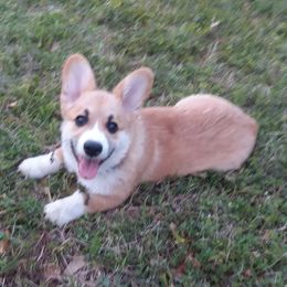 Izzy - Pembroke Welsh Corgi