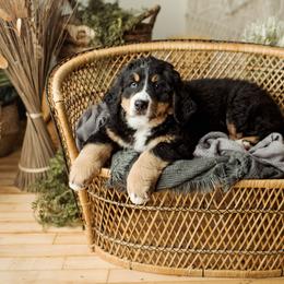 Bernese Mountain Dog Puppies from Diamond U Berners