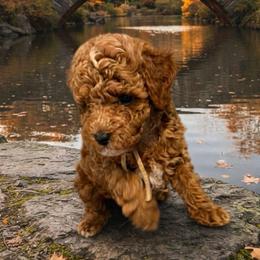 Mint green collar - Red male Cavapoo puppy in Wesson, Mississippi from Southern Country Doodles