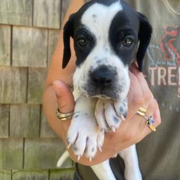 Gold - Black and white male Pointer puppy in Olympia, Washington from Birdsboro Pointers
