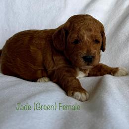 Jade - Red  female Goldendoodle puppy in De Pere, Wisconsin from Kinzor Kennels