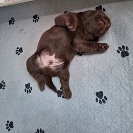 Labrador Retriever Puppies from Fetching Labrador Retrievers