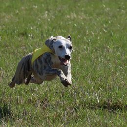 Saluki and Whippet All Grown Up from Aeolus Salukis & Whippets