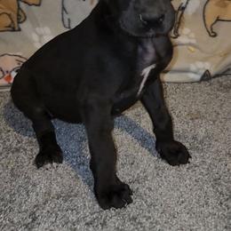 Emma - Black female Great Dane puppy in Walker, Louisiana from La Rebel Danes