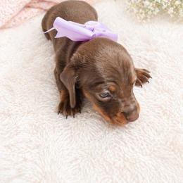 Petals - AKC - Chocolate and tan female Dachshund puppy in Indian Trail, North Carolina from Hilda’s Teenie Weenies