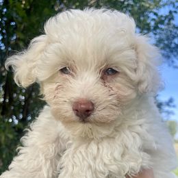 Kuddles - White female Havanese puppy in Stoughton, Wisconsin from Happy Acres Havanese and Mini Sheepadoodles