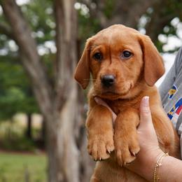Lainey- light blue collar - Yellow female Labrador Retriever puppy in Archer Lodge, North Carolina from Archer Lodge Labradors