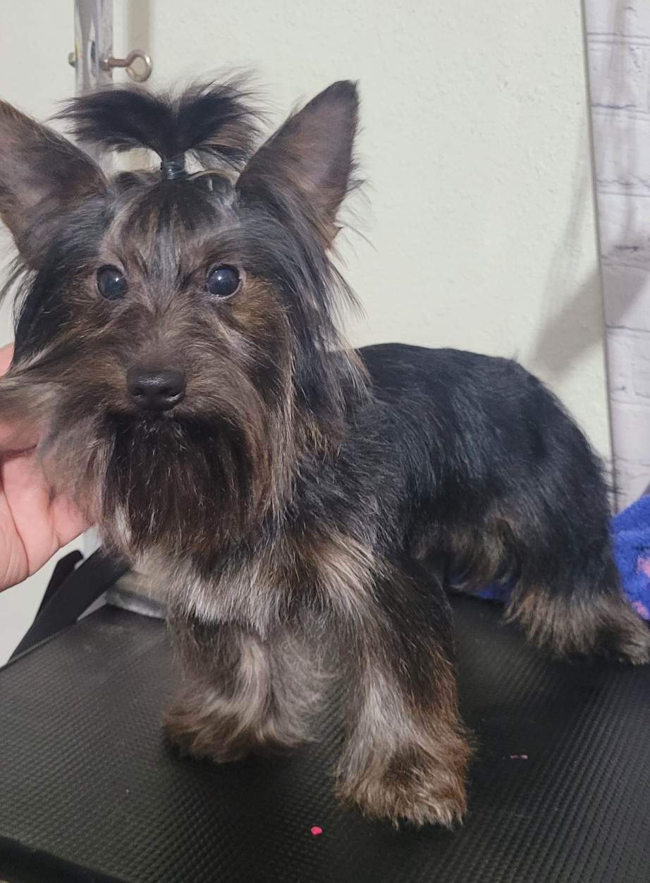 Brownie - Yorkshire Terrier