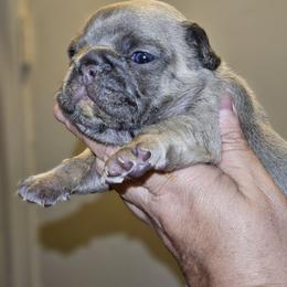 Dachshund and French Bulldog Puppies from Black Thunder 517 Cane Corso and Dachshunds