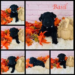 Basil - Black male Miniature Schnauzer puppy in Springfield, Tennessee from My Lovable Schnauzers