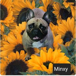 Minxy - French Bulldog