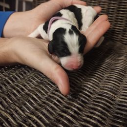 Goldendoodle, Golden Retriever, and Sheepadoodle Puppies from Guppy Puppies