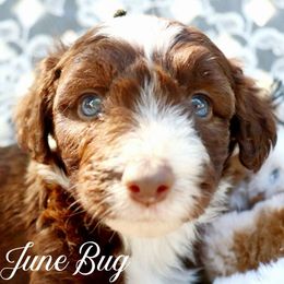 June Bug - Brown and white female Aussiedoodle puppy in Ennis, Texas from God’s Little Aussies