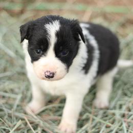Bella - Black and white female Border Collie puppy in Hesperus, Colorado from I&A Border Collies