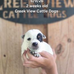 Boy 2 - Blue male Australian Cattle Dog puppy in Monroe, North Carolina from Creek View Cattle Dogs