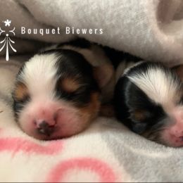 Biewer Terrier Puppies from Bouquet Biewers
