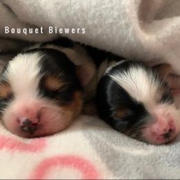 Biewer Terrier Puppies from Bouquet Biewers