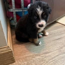 Pooh - Black tri-color male Australian Shepherd puppy in Caro, Michigan from White Tail Australian Shepherds