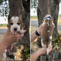 Boy 1 - male Beagle puppy in Brownsville, Oregon from Beagles on the Run