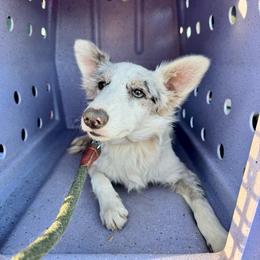 Stella - Blue merle female Border Collie puppy in Lodi, California from R3 Sport Dogs (R3 Goldens/ R3 Border Collies)