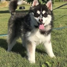 Pomsky All Grown Up from Blue Mountain Pomskies