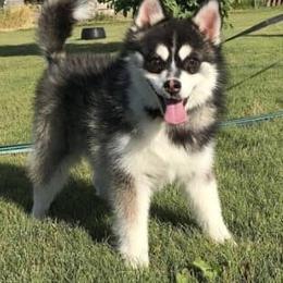 Pomsky All Grown Up from Blue Mountain Pomskies
