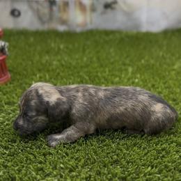 Cream Brindle Wirehair Female - Cream female Dachshund puppy in Killeen, Texas from Southern Dachshunds