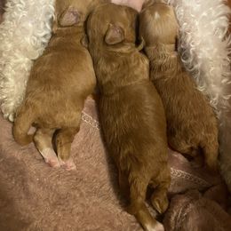 Poodle Puppies from Jamilette Delatorre's Poodles