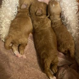 Poodle Puppies from Jamilette Delatorre's Poodles