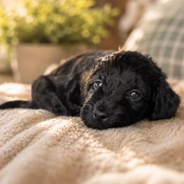 Midnight - Black female Goldendoodle puppy in Englewood, Ohio from The Golden Aussie Co.