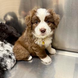 Rose - Red tri female Miniature Australian Shepherd puppy in Grants Pass, Oregon from Woodwind Miniatures
