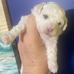 Jinu - White male Bichon Frise puppy in Cave City, Kentucky from Loretta's Pups