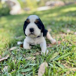 English Springer Spaniel Puppies from Redemption Fields