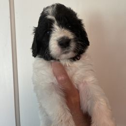 Light Pink Collar - Parti female Pyredoodle puppy in Sand Springs, Oklahoma from Kiki’s Farm
