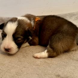Orange Collar Boy Oakley - Sable male Pembroke Welsh Corgi puppy in Paris, Kentucky from Flat Run Corgis