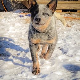 Anatolian Shepherd Dog and Australian Cattle Dog Puppies from 4D Cattle Dogs