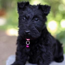 Sophie - Black female Scottish Terrier puppy in Mount Joy, Pennsylvania from K&M Kennel