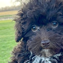 Aussiedoodles, Havapoos, and Poodles from Creekside Ranch