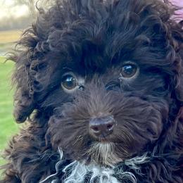 Aussiedoodles, Havapoos, and Poodles from Creekside Ranch